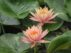 -荷塘月色湿地公园·向阳花洲