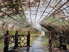 -江门古劳水乡旅游区
