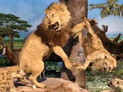 -国家自然博物馆