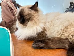 -有猫主题·治愈系猫咖(曾厝垵店)