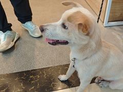 -宠颐生汉谟拉比宠物医院