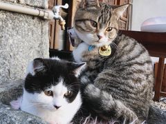 -喵屿·大理花园猫咖