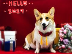 -喵汪宠物生活馆(涞坊路店)