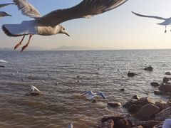 -深圳湾公园(南山区)