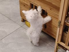 -柴犬小屋·柴餐厅·狗咖食堂(金鼎广场店)