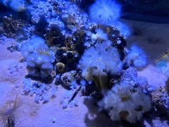 -瑞普利水族馆