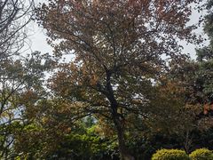 -广州市石门国家森林公园
