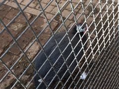 -万源龙顺度假庄园生态观光园