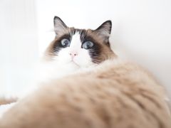 -Catmate·猫肥家润(金润铂宫店)