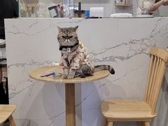 -楼上猫咖(罗湖店)