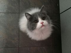 -Bastet sally猫舍购宠(静安店)
