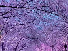 -高东镇樱花园
