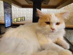 -平行世界·猫咖(首经贸店)