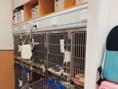 -瑞派康怡24h宠物医院·犬猫医疗中心·微创绝育(瑞景分院)