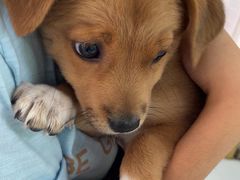 -汪喵宠物医院·骨科心脏影像·犬猫急重症ICU诊疗中心(成华分院)