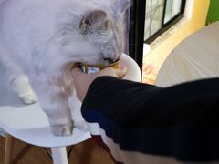 -李小姐の猫咖啡馆(五角场店)