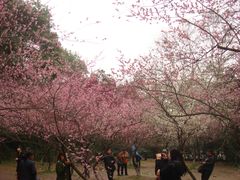 -武汉大学-樱园