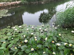 -天津东丽湖风景区