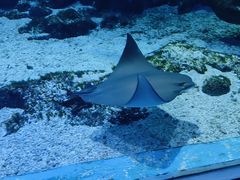 -海合安武汉极地海洋公园