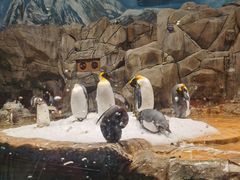 -香港海洋公园