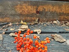 -白草畔自然风景区