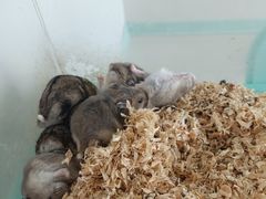 -怪兽屋·羊驼·猫咖·狗咖(俊华广场店)