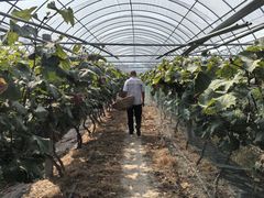 -马陆小张葡萄园农家乐