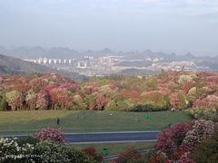 -贵州百里杜鹃风景名胜区