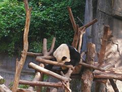 熊猫-成都大熊猫繁育研究基地