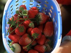 -昌平兴寿秀秀草莓采摘园