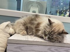 -纳吉亚猫专科动物医院·北北分院