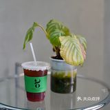 cafemap｜178｜昆明｜萬有引力咖啡