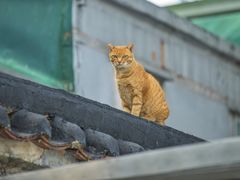 -大澳