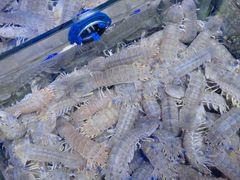 -开海·红岛海鲜虾水饺(石老人店)