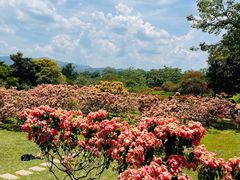 -中国科学院西双版纳热带植物园
