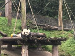 -都江堰中华大熊猫苑