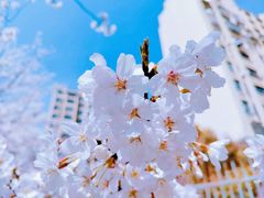 -高东镇樱花园