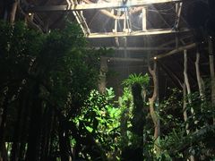 -绿光森林餐厅
