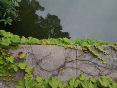 -水绘园