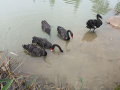 -祥源·阜阳生态乐园