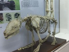 -成都大熊猫繁育研究基地