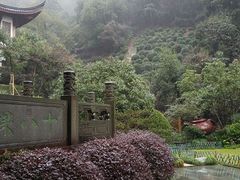 -十八棵（老龙井）御茶园(老龙井店)