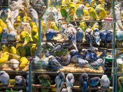 -青石桥花鸟鱼虫市场(叠翠城店)