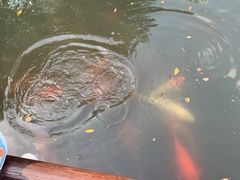-西湖游船