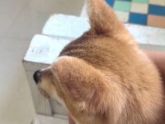 -瑞鹏宠物医院·夜间急症·心超·猫科(祖庙分店)