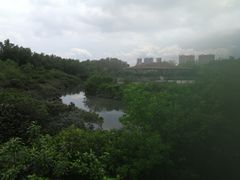 -大亚湾红树林城市湿地公园