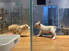-狗道宠物(常熟印象城店)