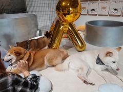 -柴务处·柴犬主题狗咖