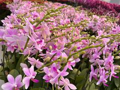 -龙大花卉苗木市场