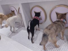 -柴务处·柴犬主题狗咖